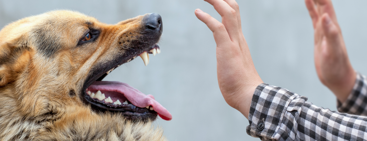 What to know about Human Rabies